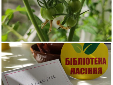 «Сорт Полтавський»: бібліотечна версія