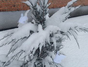Тиха акція «Ангели пам’яті»