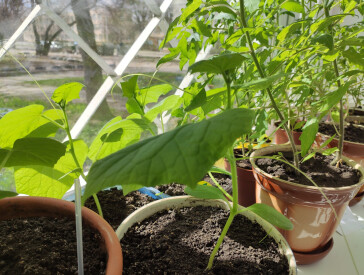 «Сорт Полтавський»: бібліотечна версія