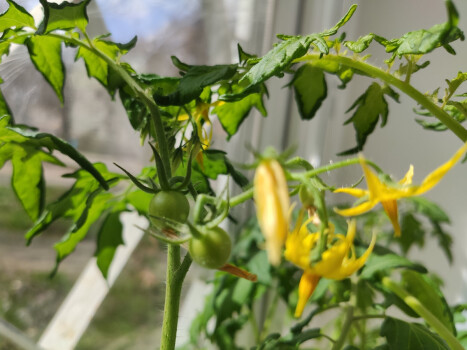 «Сорт Полтавський»: бібліотечна версія