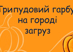 Трипудовий гарбуз на городі загруз
