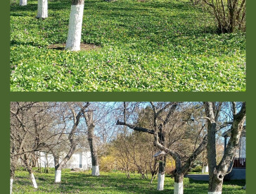 Двомісячник чистоти в Полтавському літературно-меморіальному музеї В.Г.Короленка